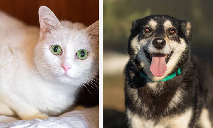 Котопёс недели: кошка Бузина и пёс Бровкин
