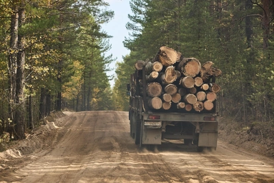 Черного лесоруба под Тулой судят за спил дуба и осин