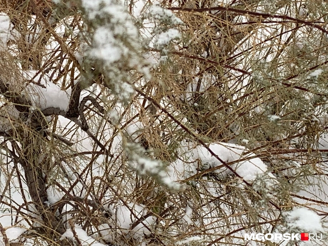 Как вы думаете, осень уже точно всё? | Источник: читатель MGORSK.RU