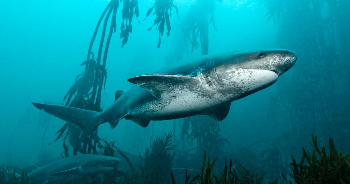 В каком океане акулы встречаются только летом. Broadnose Sevengill Shark. Кейптаун акулы. Доисторические подводные акулы. Хрящевые рыбы Многожаберникообразные.