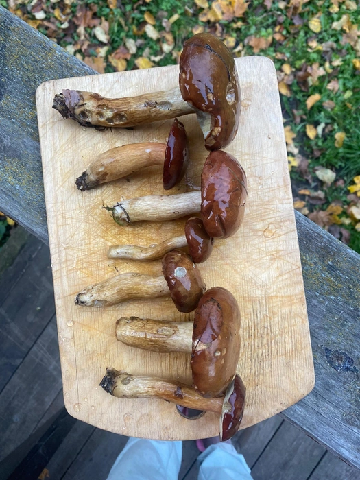 Источник: Грибы и Грибники Подмосковья / vk.com