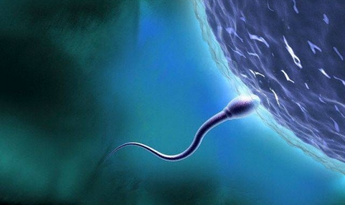 Wi-Fi снижает качество спермы