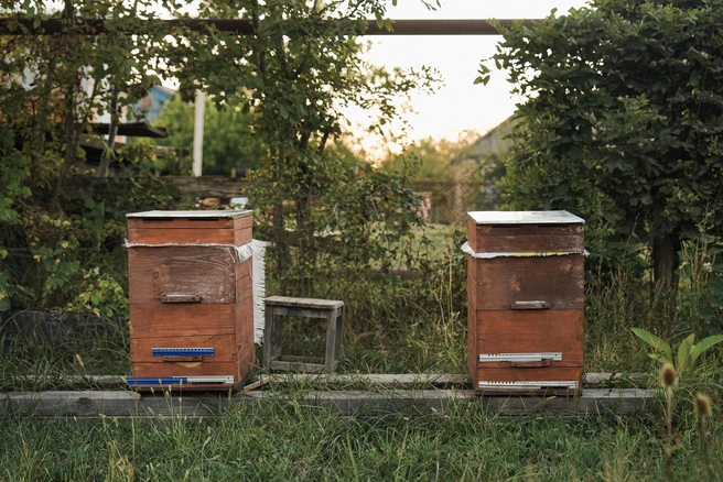 Небольшая пасека Елены и ее отца | Источник: Дарья Паращенко / 93.RU