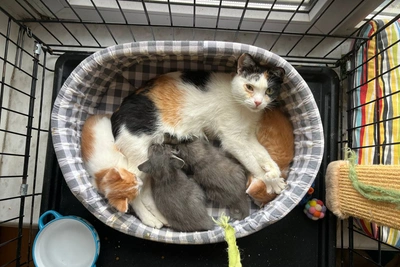 Perm Cat Panacota Seeks Home After Trailer Birth