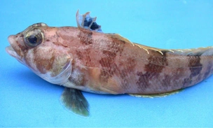 Подводный робот нашел «рыбий роддом» на 1000 «коек» на дне моря Уэдделла: вот как это выглядит (видео)