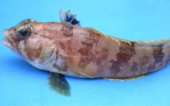 Подводный робот нашел «рыбий роддом» на 1000 «коек» на дне моря Уэдделла: вот как это выглядит (видео)