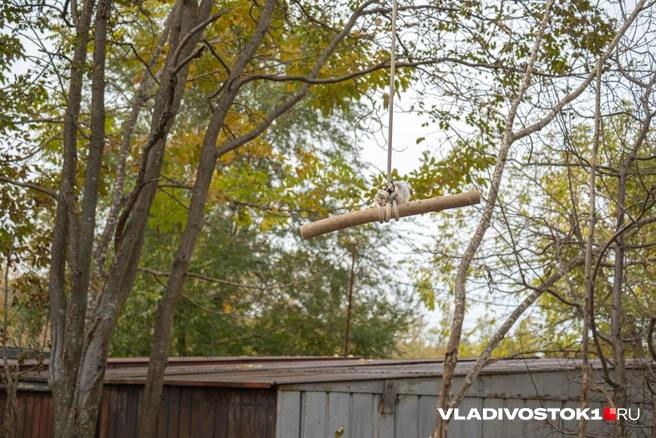 Источник: Елена Буйвол / VLADIVOSTOK1.RU
