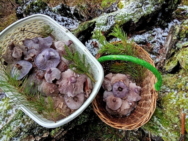 Источник: Илья Богоматов / Грибы в Подмосковье 2025 / Vk.com