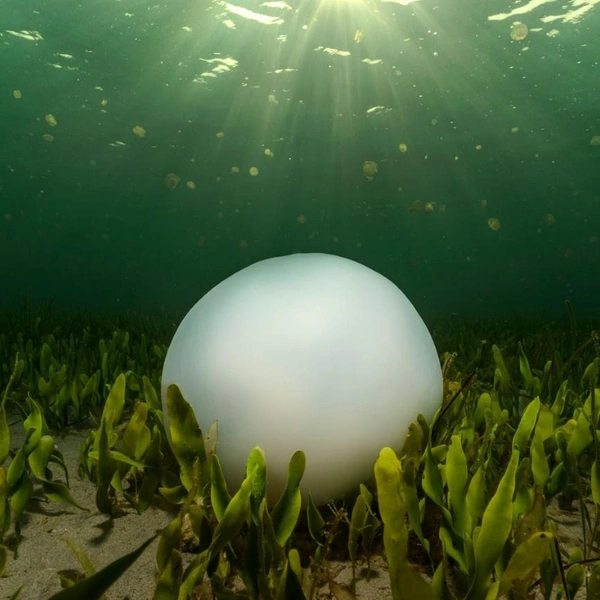 Умирающая медуза корнерот (Rhizostoma pulmo) покоится на дне, а вокруг нее к поверхности поднимаются тысячи новорожденных средиземноморских медуз вида Cotylorhiza tuberculata | Источник: Angel Fitor / BigPicture 2025