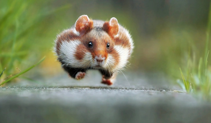 Источник: Comedy Wildlife Photography Awards