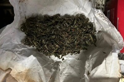 В Дербентском районе изъяли марихуану