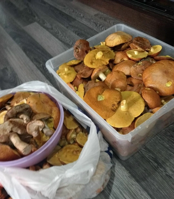 Вот что собрала Александра в Бинарадке | Источник: Лучшие ГРИБНИКИ Самарской и Ульяновской области / Vk.com 