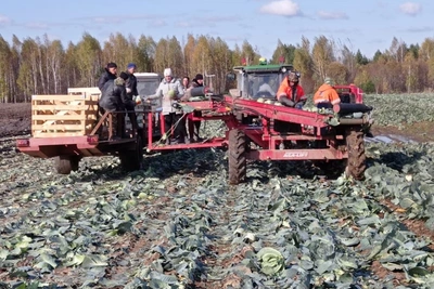 В Томской области собрали 95,6% капусты