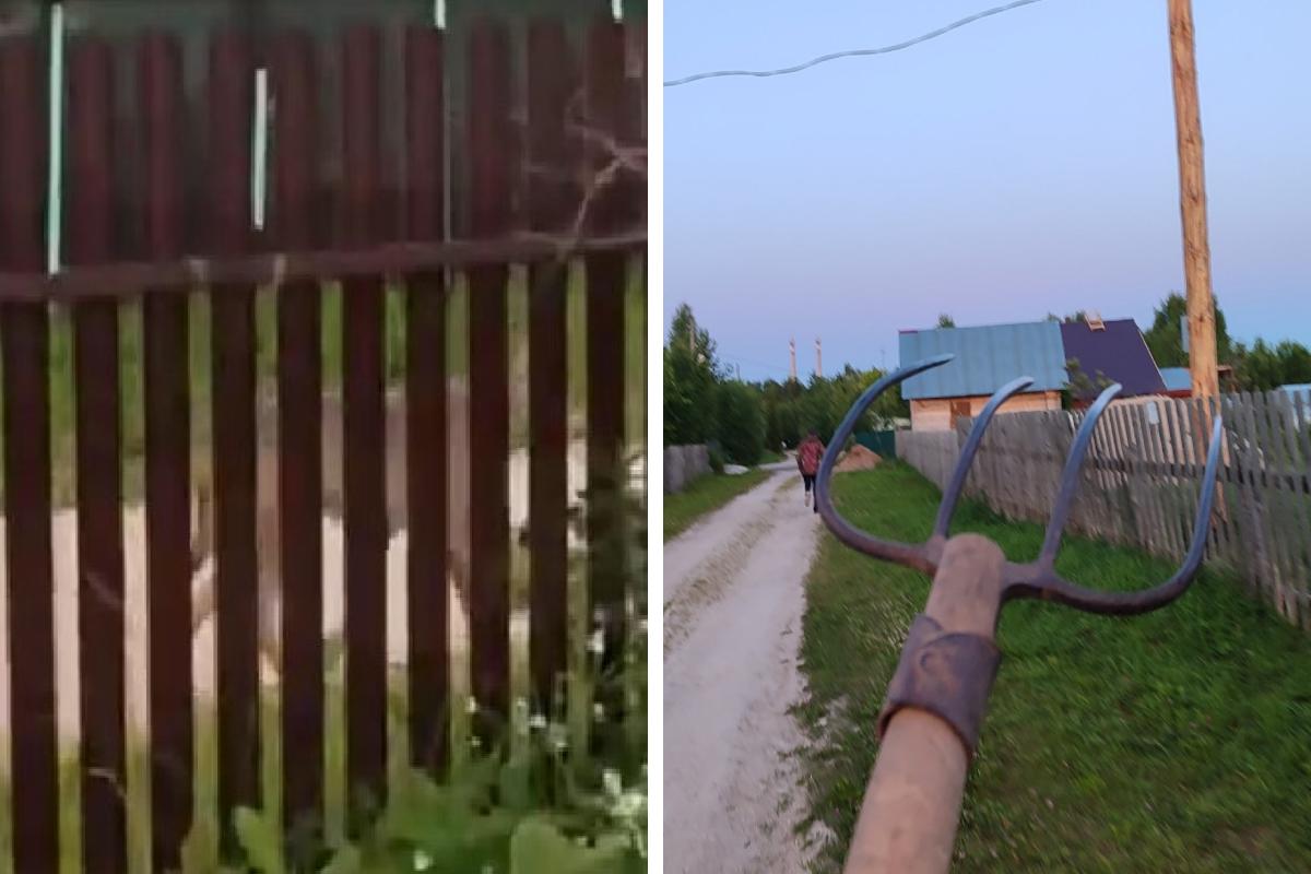Готовят вилы: дачники в Архангельской области вынуждены обороняться от волков