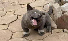 Котопес: щенок с необычной мимикой покорил Instagram