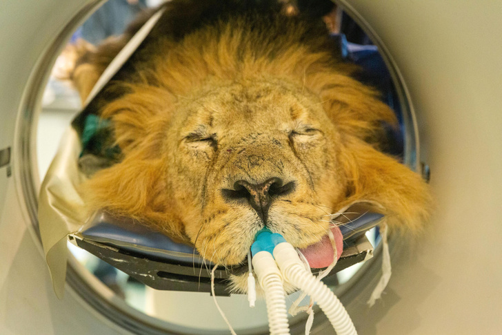 В Лондонском зоопарке сделали томографию льву