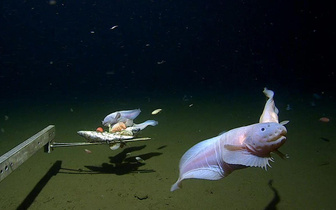 Самую глубоководную рыбу в мире впервые сняли на видео: посмотрите завораживающий ролик с глубины 8 км