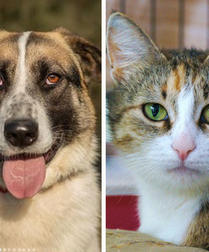 Котопёс недели: собака Грета и кошка Марика
