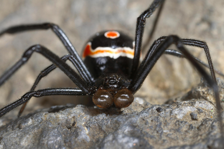 Проклятие Афины: как живут пауки — прирожденные ткачи животного мира