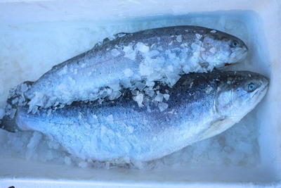 Рыбаки топориками добывают вмерзшую в лед селедку