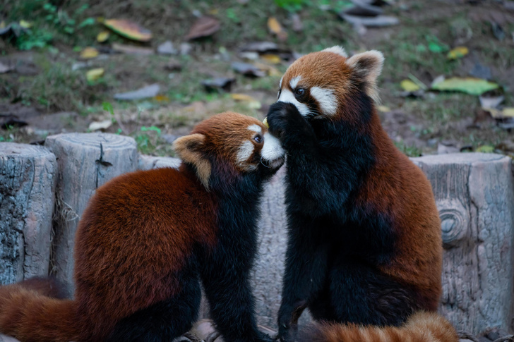 Малые панды делятся важными секретами