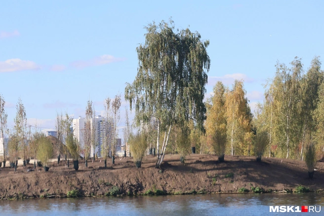 В Москве вырубили десятки кустарников и деревьев на Бобровом острове | Источник: Артем Устюжанин / MSK1.RU