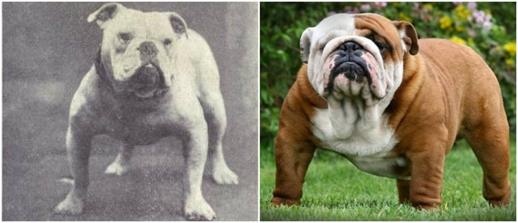 Как изменились породы собак за 100 лет