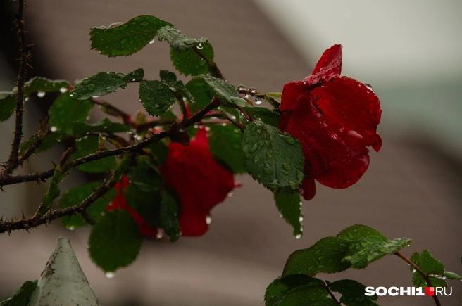 В Сочи круглый год что-нибудь цветет  | Источник: Оксана Витязь