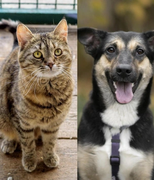 Котопёс недели: возьмите из приюта кошку-рысь Тэфи или щенка-озорника Лиру