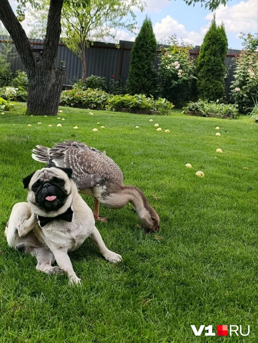 Кто из них нападает, а кто защищается — большой вопрос | Источник: читатели V1.RU