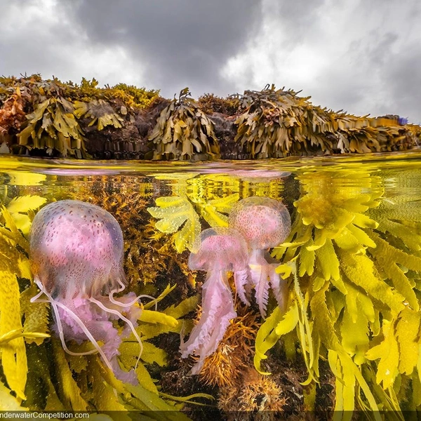 Второе место в номинации «На границе» | Источник: Martin Stevens / DPG Masters Underwater Imaging Competition 2024