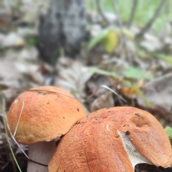 Источник: Дары лесов Урала. Грибы Екатеринбурга и области / Vk.com