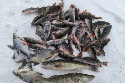 Ural Fishermen Share Their Winter Catch