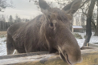 Лосенок Федя переехал в Подмосковье после спасения