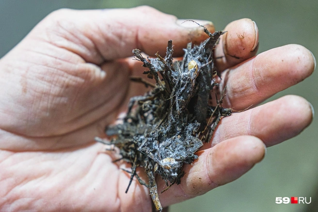 Видите желтоватые шишечки? Это будущие шампиньоны | Источник: Тимофей Калмаков / 59.RU