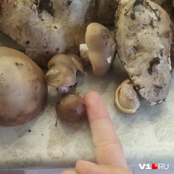 Источник: читатели V1.RU