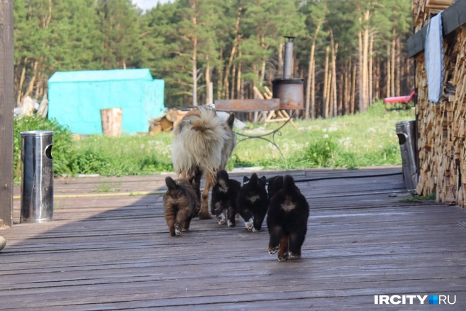 У Лисы недавно родились девять щенков | Источник: Алёна Кашпарова / IRCITY.RU