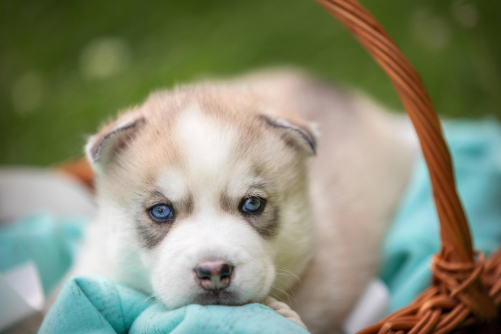 Выгодный цвет: почему у большинства современных собак карие глаза?