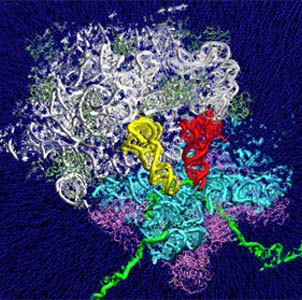 Выявлены новые молекулы РНК