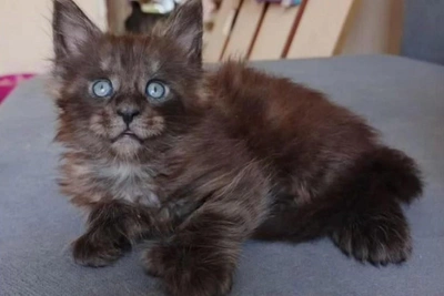 Six-Toed Maine Coon Kitten for Sale in Novosibirsk