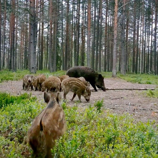 Источник: Павел Глазков / «Каждой твари по паре»