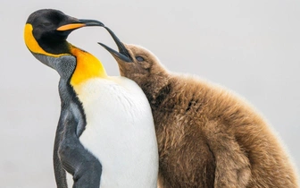 Организаторы подвели итоги конкурса фотографий птиц Bird photographer of the year