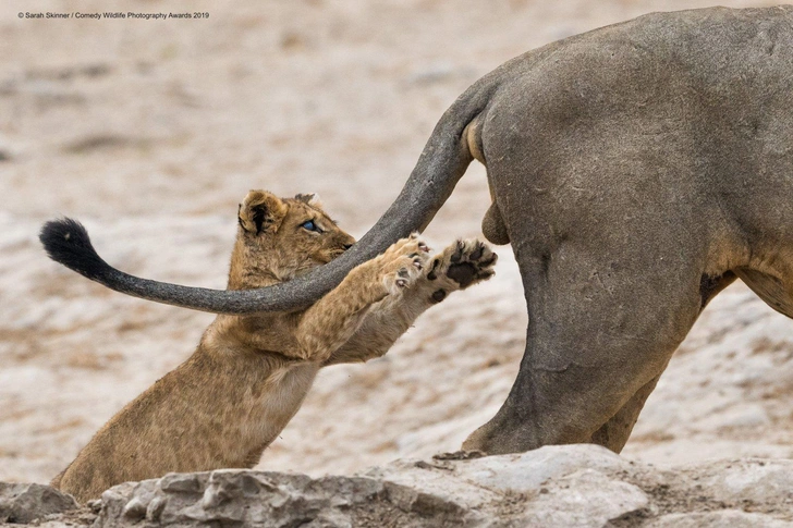 Самые смешные коты и кошки за всю историю комичного конкурса Comedy Wildlife Photography Awards | Источник: Comedy Wildlife Photography Awards