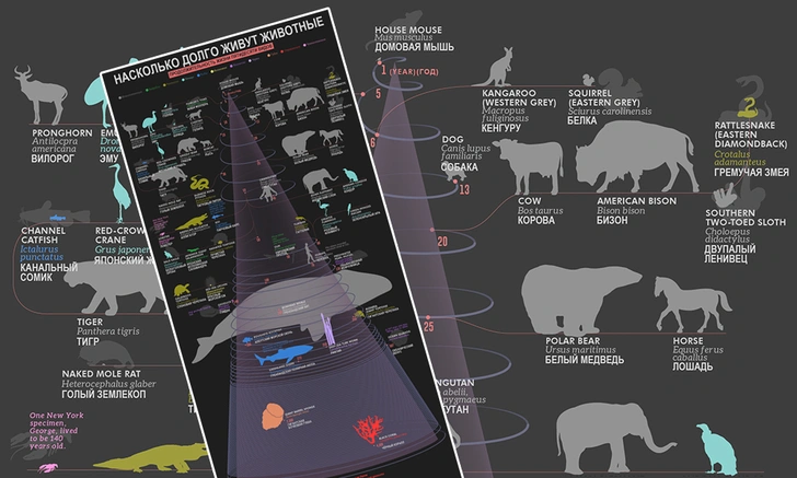 Как долго живут разные виды животных (наглядные цифры в одной картинке)
