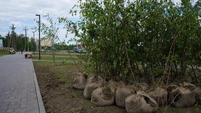 Яблони высадили в новом парке «Мечта» | Источник: Тарас Галимский
