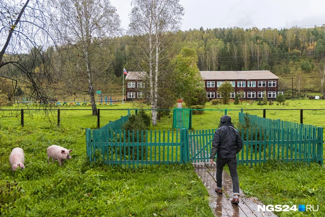 Хрюшки бегают вольготно | Источник: Мария Ленц / NGS24.RU