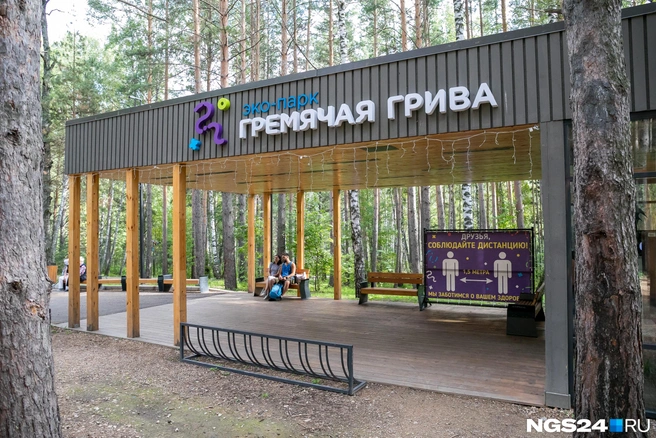 Зверь выбежал из «Гремячей гривы» | Источник: Артём Ленц / NGS24.RU
