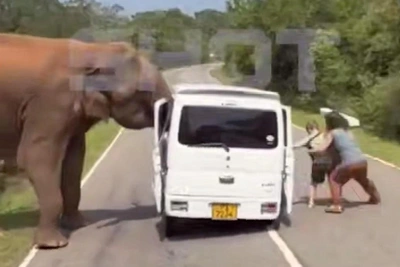 Elephant Attacks Russian Tourists, Smashes Bus in Sri Lanka