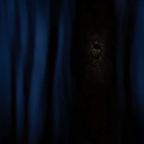 Финалист в номинации «Птицы» | Источник: Tibor Litauszki / Nature Photographer of the Year 2025