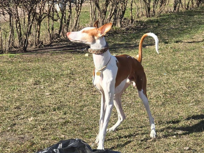 Блюм вернулся домой. История потерянного и найденного щенка редкой породы | Источник: телеграм-канал «ЗвероПятница»